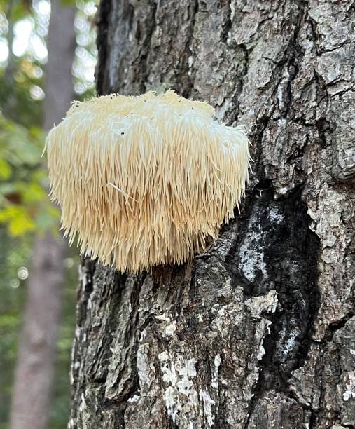 Lions Mane Mushroom Hericium erinaceus