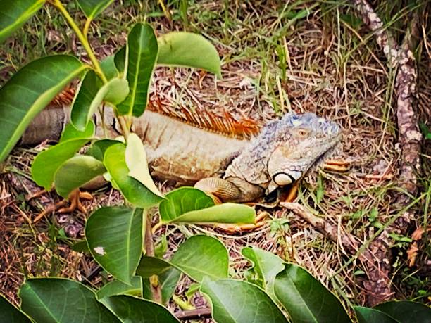 Iguana in the Florida Wetlands