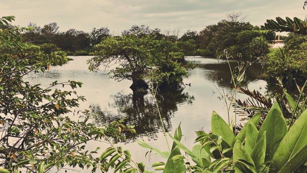 Florida Wetlands - Vintage Style
