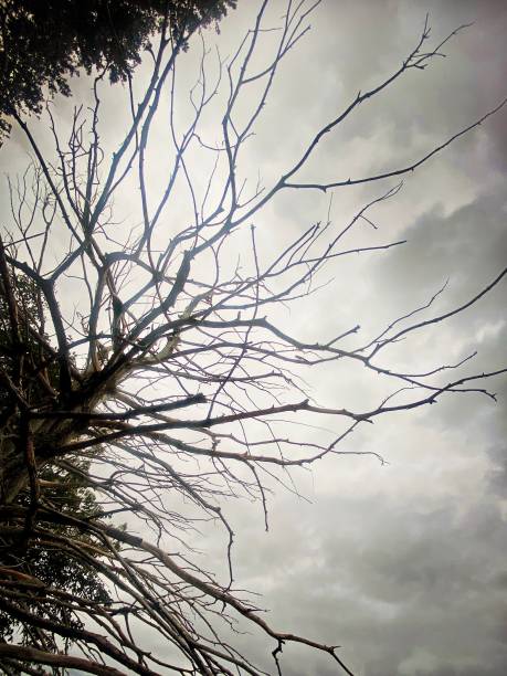 black and white tree branches abstract background