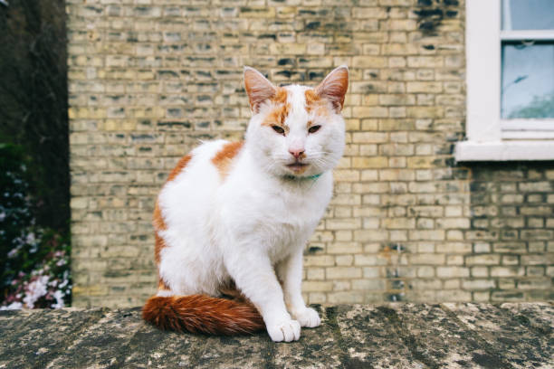 White and ginger cat with a green collar is sitting on a wall