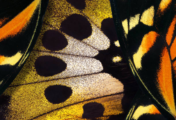 istock abstract ornament from tropical butterfly wings. 2179320890