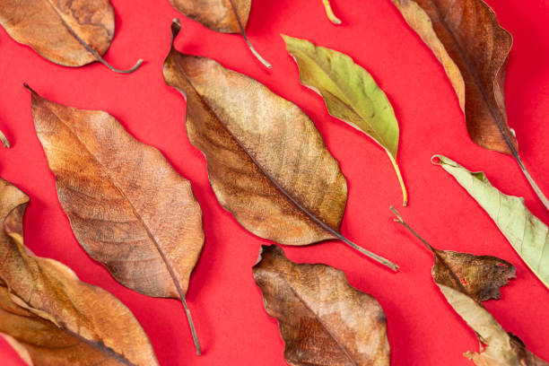 istock Dried Brown Leaves on Red Background 2179322293