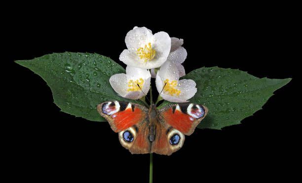 bright red peacock butterfly on jasmine flowers isolated on black