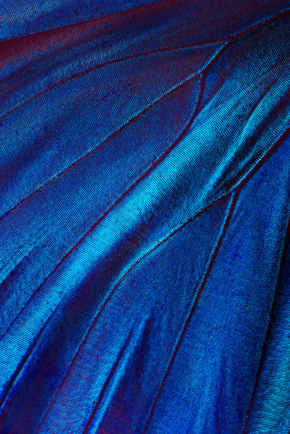 istock Wings of a butterfly Morpho texture background. Close up 2179325669