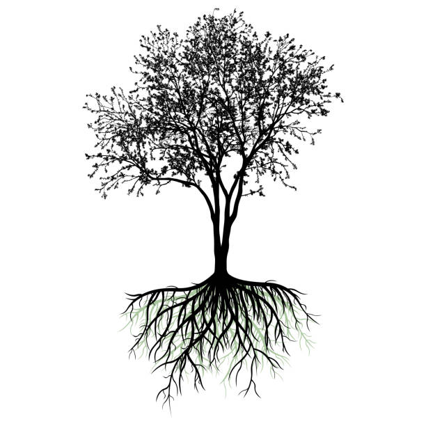 Tree Roots Line Art 2,300+ Tree Roots Clipart Stock Illustrations, Royalty-Free Vector ...