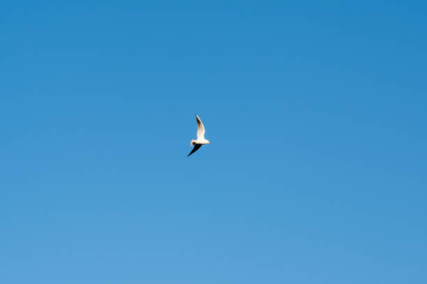 istock A bird is flying in the sky above a blue sky 2179331596