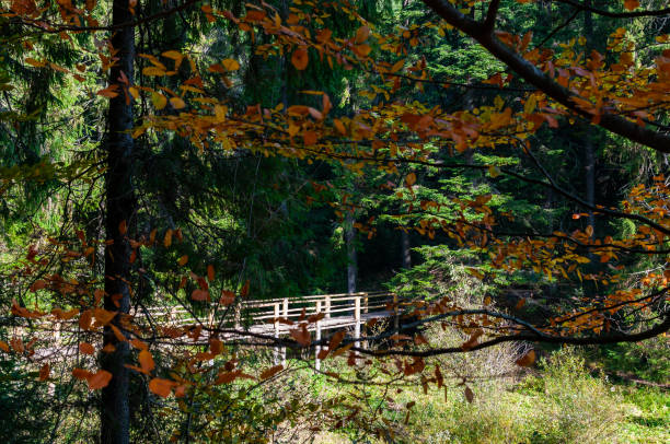 istock Wooden bridge over the river in the autumn forest 2179333112