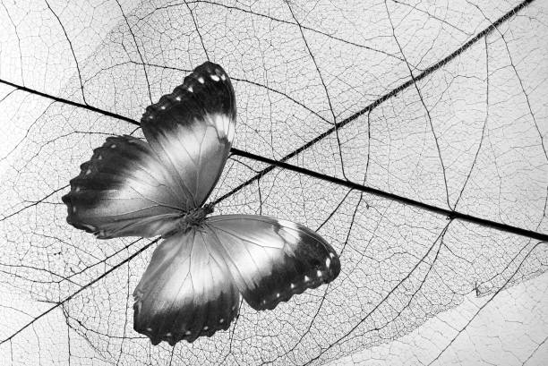istock tropical morpho butterfly on fallen skeletonized leaves. black and white 2179333248