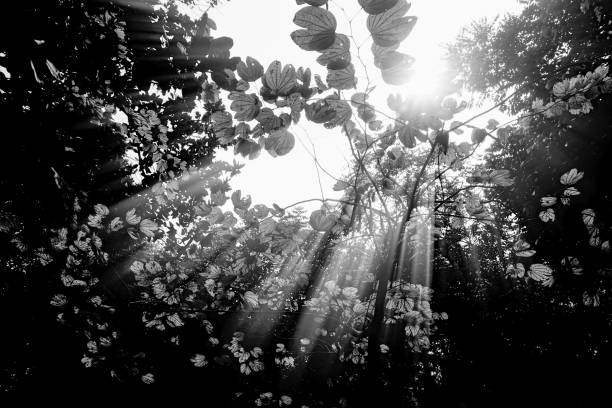 Bright Sun rays coming out through leaves, nature black and white image, Howrah, West Bengal, India.