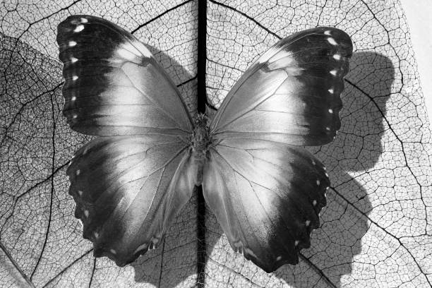 tropical morpho butterfly on fallen skeletonized leaves. black and white