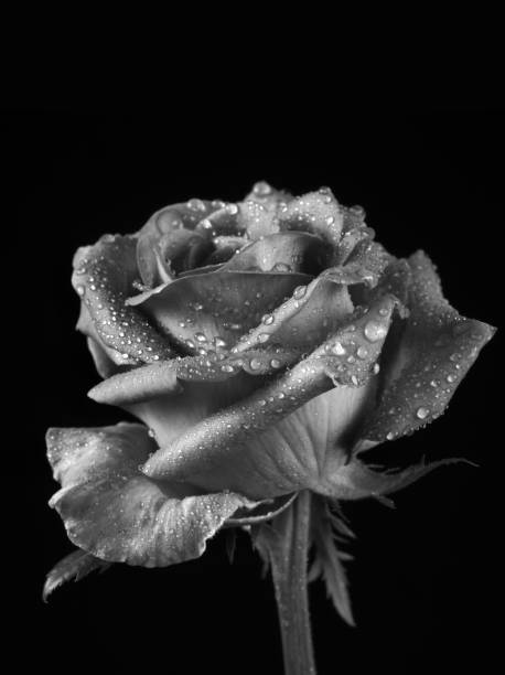 rose flower in dew drops black and white
