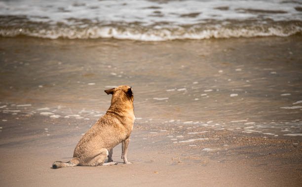 istock Dogs at the beach 2179338748