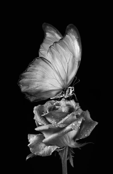 istock tropical morpho butterfly on a rose flower in dew drops black and white 2179338751