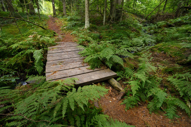 Wooden footbridge over a small stream surrounded by lush ferns in a forest