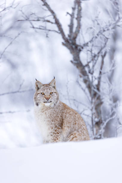 istock Lynx poised in serene winter forest, capturing Nordic wilderness 2179339539