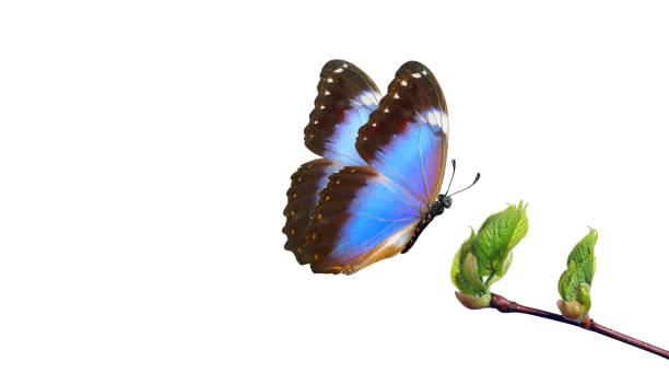 istock tropical blue morpho butterfly on bright young spring leaves isolated on white. branch with spring green leaves and butterfly. copy space 2179342111