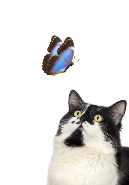 istock Beautiful blue morpho butterfly and cat on white background. 2179345359