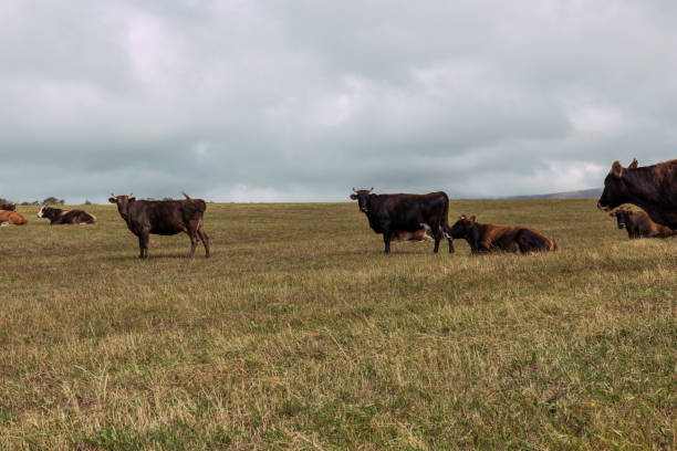 istock Cows grazing green fields in the countryside 2179348409
