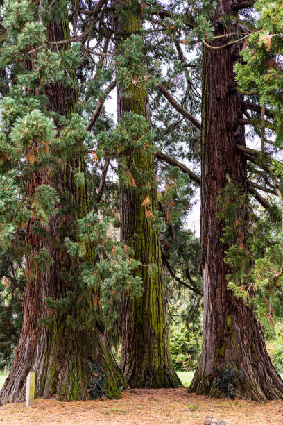 istock Tall trees in the park during autumn 2179350812