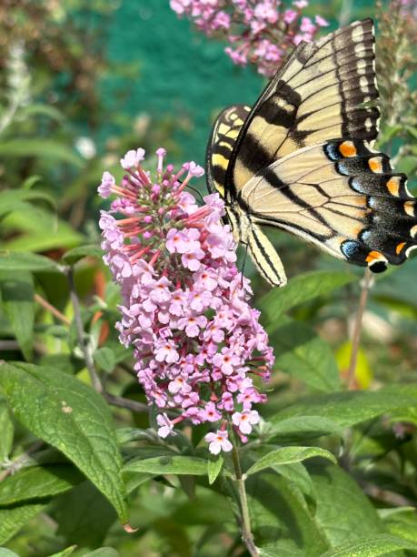 istock Yellow and Grey Butterfly on Pink Bush 2179352396