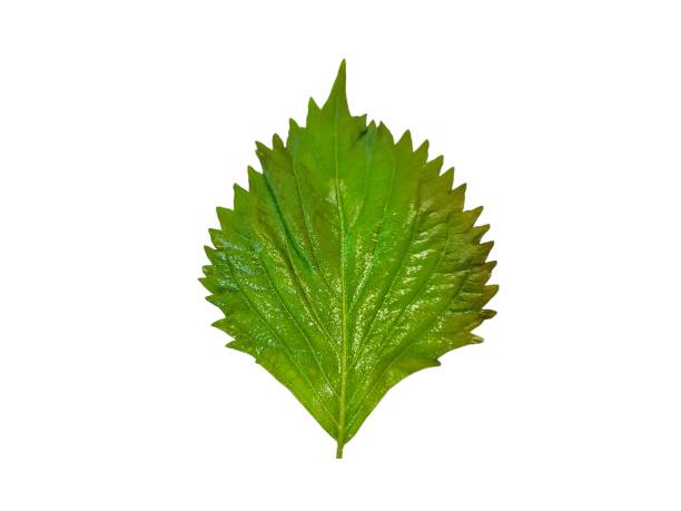 istock Korean sesame leaf isolated on white background. Green shiso vegetable 2179352459
