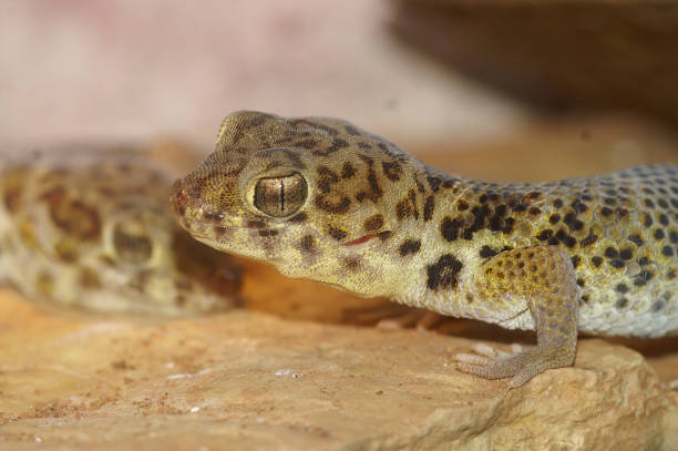 istock Closeup on a Texas Banded Gecko, Coleonyx brevis 2179353220