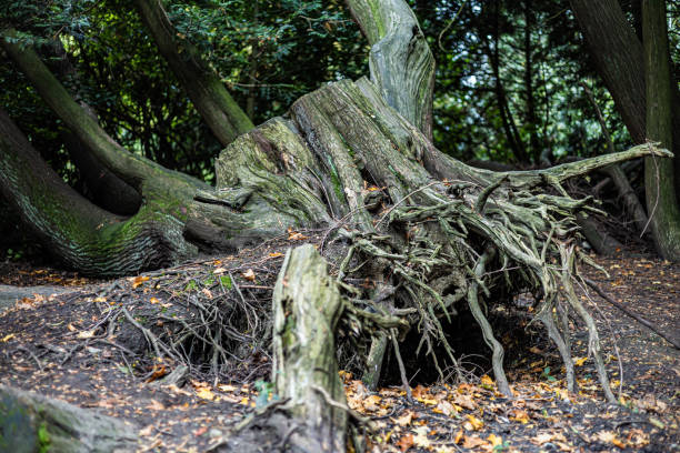 istock A large tree stump with roots sticking out of it 2179353675