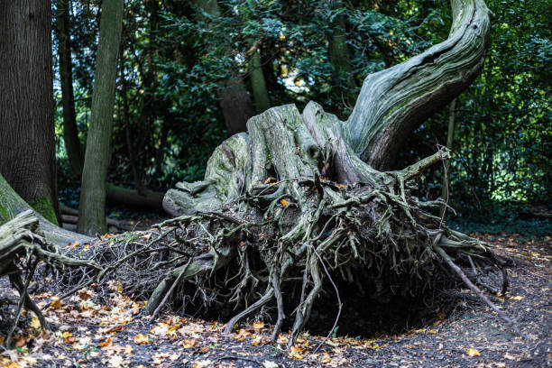 In the heart of a vibrant spring forest, a rugged tree stump stands proudly amidst lush greenery, showcasing the beauty of nature's cycle.