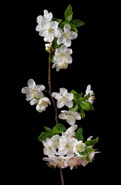 istock sakura flowers in dew drops isolated on black. close up 2179353957