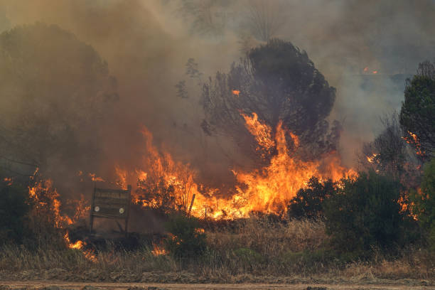 istock Forest Fire in Gallipoli, Canakkale, Turkiye 2179354403