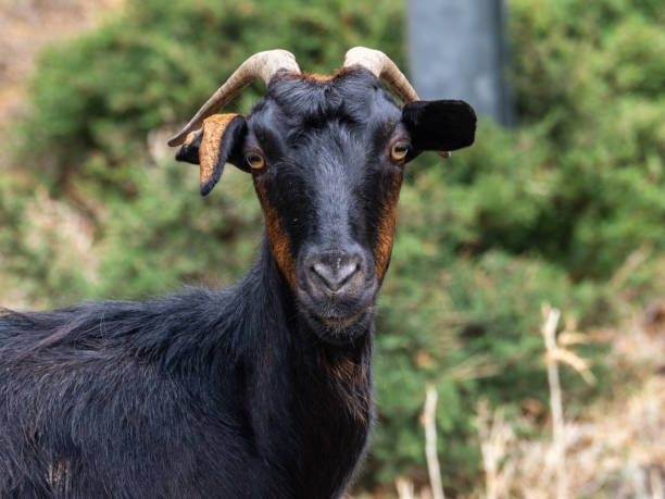istock Domestic goat in Crete, Greece 2179356356