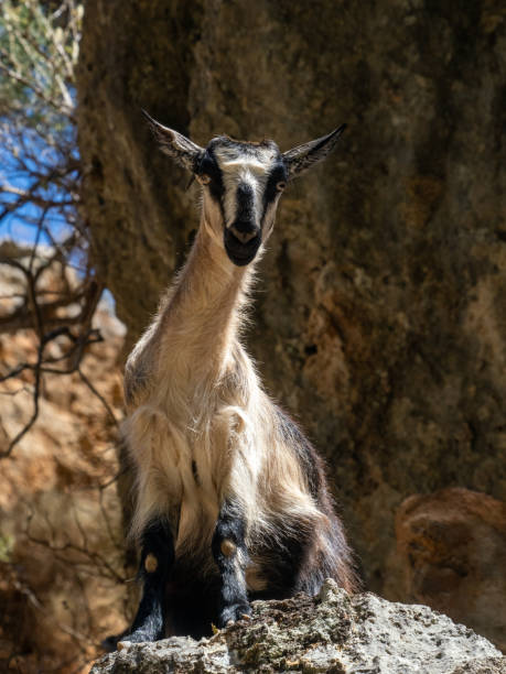 istock Goat in the mountains of Crete, Greece 2179356643
