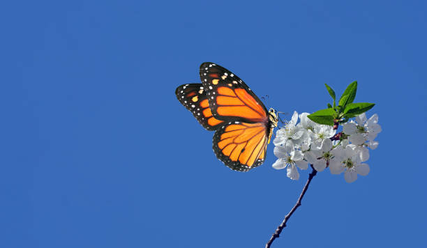 istock bright orange tropical monarch butterfly on sakura flowers against the blue sky. cherry blossom branch and butterfly. copy space 2179357487