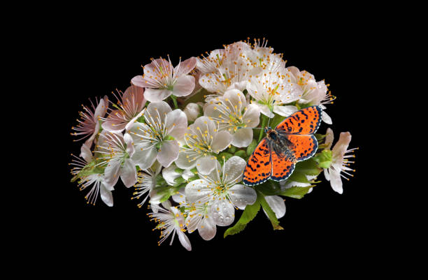 bright red butterfly on sakura flowers in dew drops