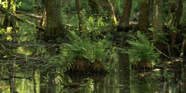 istock shady swamp, forested wetland with ferns 2179363998