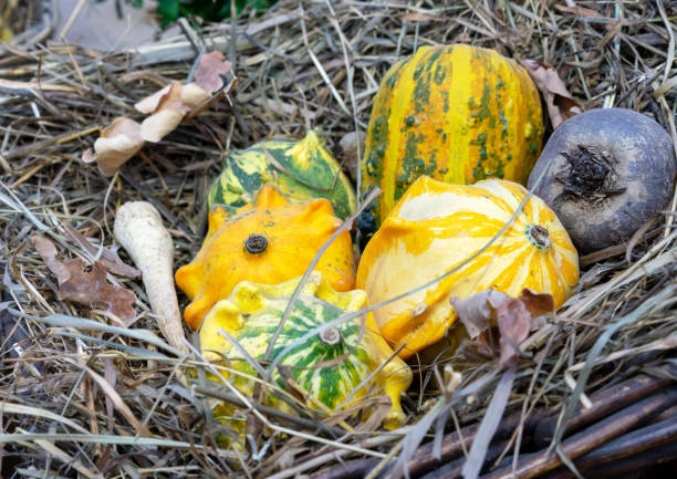 Decorative pumpkins on straw. Autumn pumpkin harvest.
