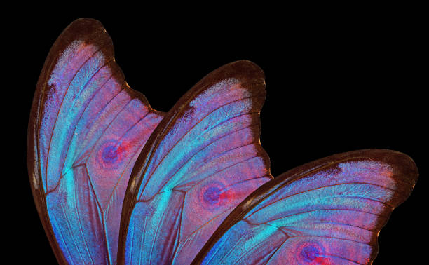 istock Wings of a butterfly Morpho isolated on black. Morpho butterfly background. 2179368947