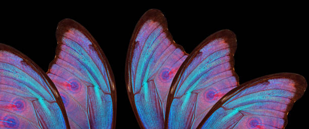istock Wings of a butterfly Morpho isolated on black. Morpho butterfly background. 2179370224