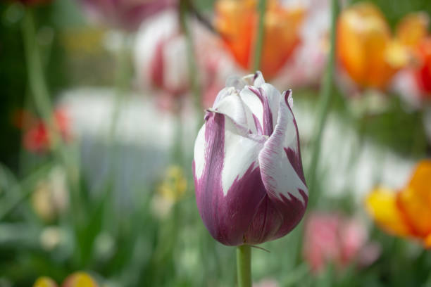 Beautiful colorful tulips flower in spring time garden