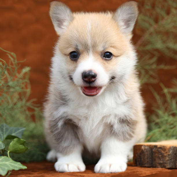 istock Cute Pembroke Welsh corgi puppy 2179371912