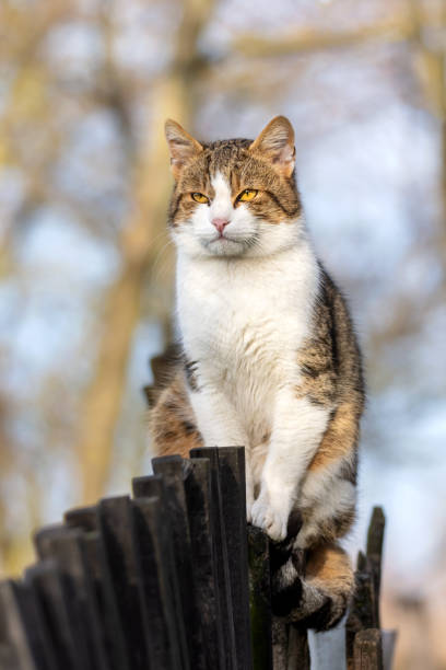 istock The cat is sitting on the fence 2179372575