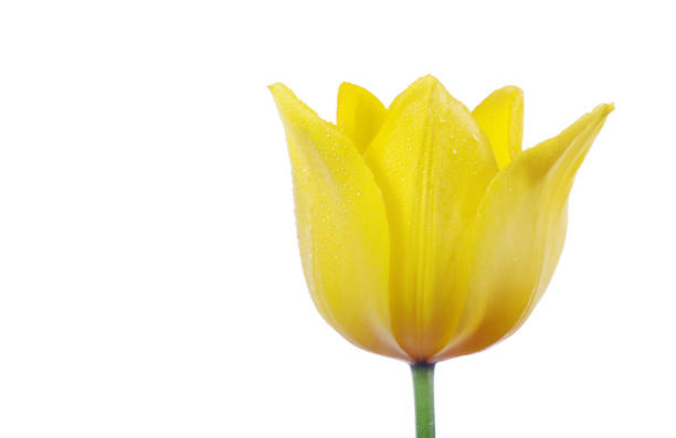 yellow tulip in dew drops isolated on white. close up