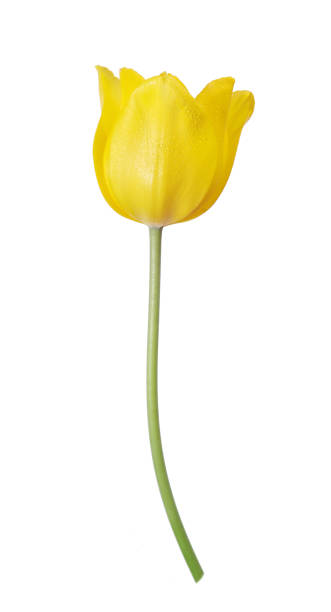 istock yellow tulip in dew drops isolated on white. 2179374155