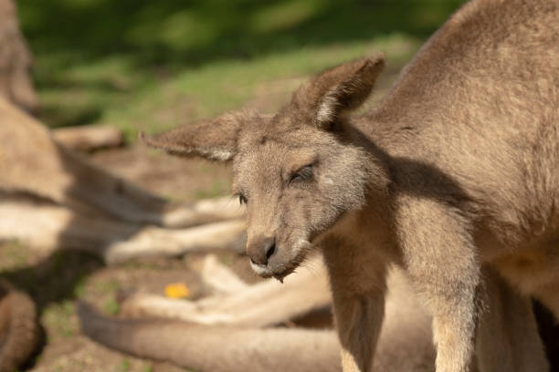istock A kangaroo is currently standing in the green grass, gazing at the camera 2179376127
