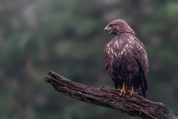 istock A beautiful Common Buzzard (Buteo buteo) sitting on a branch. 2179377782