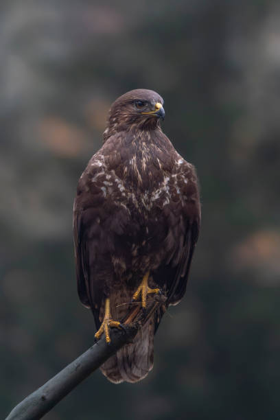 istock A beautiful Common Buzzard (Buteo buteo) sitting on a branch. 2179377789