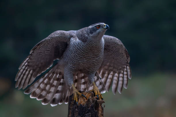istock Beautiful Northern Goshawk (Accipiter gentilis) on a branch 2179377796