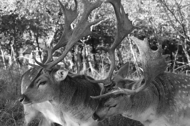 one fallow deer bull touches another with its muzzle, black and white photo
