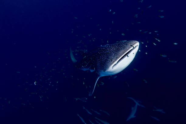istock Whale Shark Comes up from the Deep Blue, Triton Bay, Indonesia 2179388881